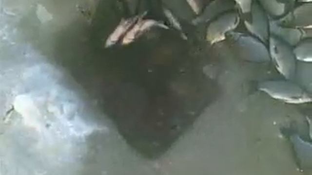 О током улове можно только мечтать смотреть онлайн