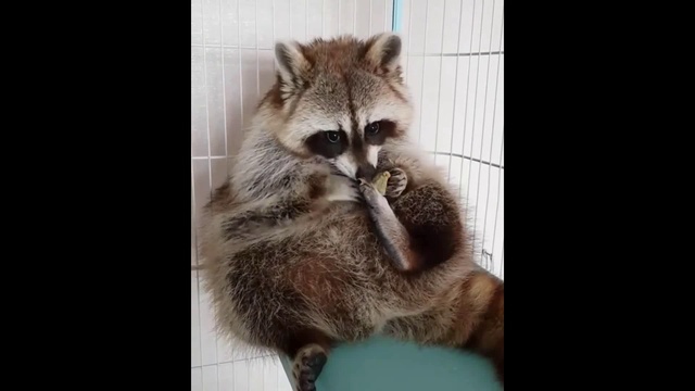 Енот и ракушка смотреть онлайн