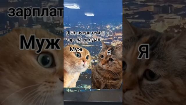 смешные котики 🐱