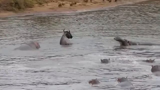 Aghast! Crazy Crocodile Attack Baboon - Baboon's Fierce Battle Vs Crocodile|| Survival Battle смотреть онлайн