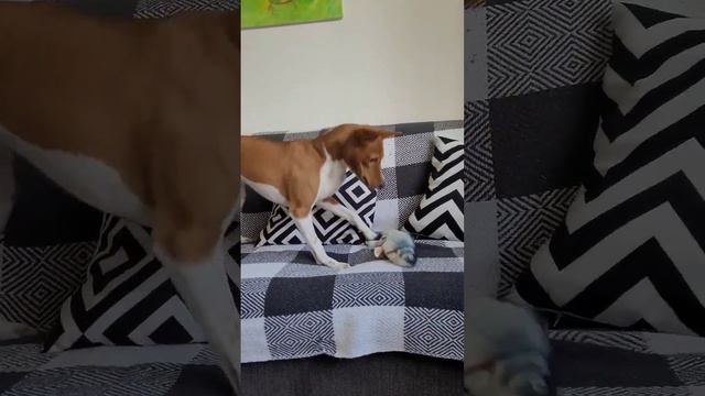 #bono basenji#play#dog #басенджи смотреть онлайн