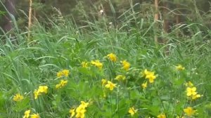 Оздоровление системы дыхания без муз  Лечебные настрои академика Сытина Г Н