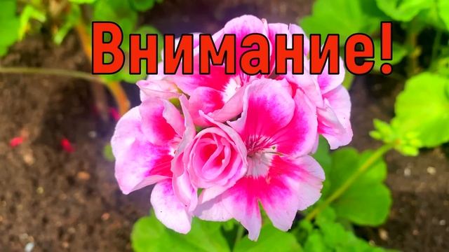 8 июля День Петра и Февронии. Что нельзя делать 8 июля. Народные традиции и приметы и суеверия смотреть онлайн