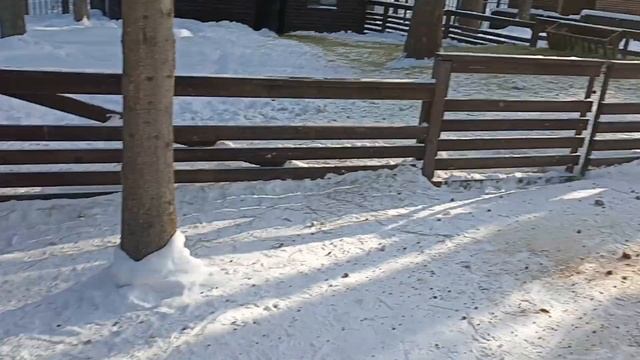 Гуанако, олени и прочая живность в Подмосковье :-) смотреть онлайн