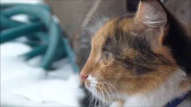 Котёнок HD ~Первые шаги на улице~ смотреть онлайн