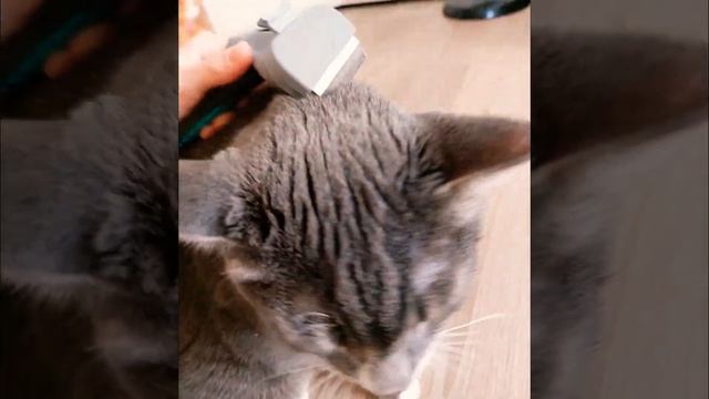 Смотрите, как чесать кота!)?? смотреть онлайн