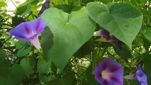 Сочи. Хрупкие и нежные создания эти растения... смотреть онлайн