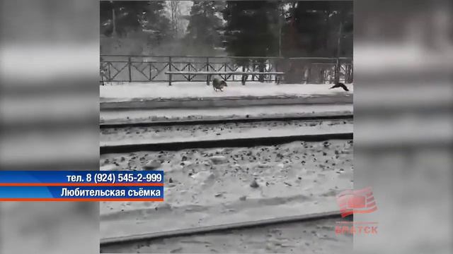 В Энергетике к людям вышел раненый лисенок Необходима помощь очевидцев смотреть онлайн