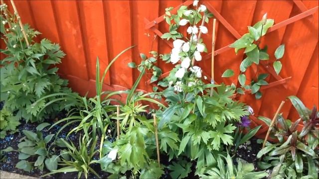 Delphinium Magic Fountains White, Help Care and Tips смотреть онлайн