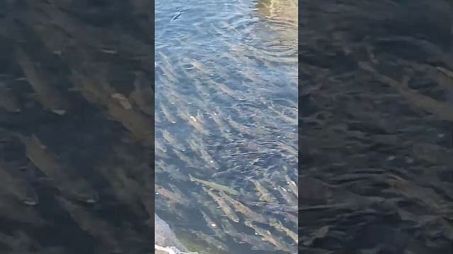 кета идет на нерест смотреть онлайн