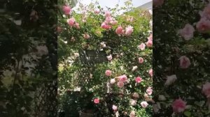 Плетистая роза Francois Juranville (Франсуа Жюранвиль). Не могла не показать вам это чудо!