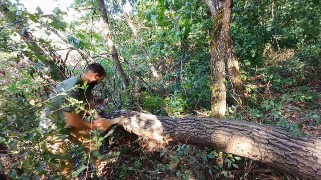 ЛУЧШАЯ РУЧНАЯ ПИЛА SAMURAI D 540 LH. РАСПИЛКА ДУБА !