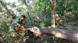 ЛУЧШАЯ РУЧНАЯ ПИЛА SAMURAI D 540 LH. РАСПИЛКА ДУБА !