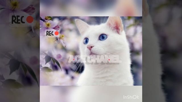 Самые милые котики в мире! смотреть онлайн