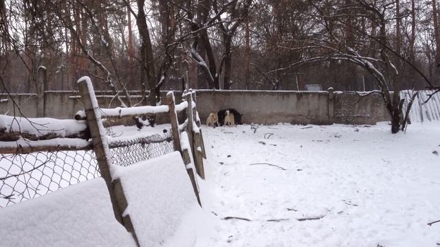 ЗСЛ Банда, Ушлый исп. по каб. павлоград 9 марта 2013 смотреть онлайн