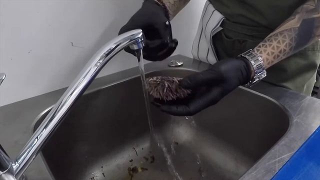 Открываем морского ежа как ресторане / DelicatesClub смотреть онлайн