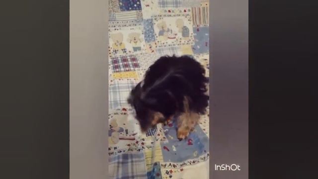 Милая девочка йоркширского терьера Алиса / Alyssa Yorkshire Terrier Girl