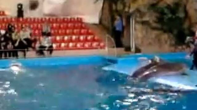Путешествуйте с нами. Дельфинарий НЕМО Харьков Украина The Dolphinarium NEMO is of Kharkiv смотреть онлайн