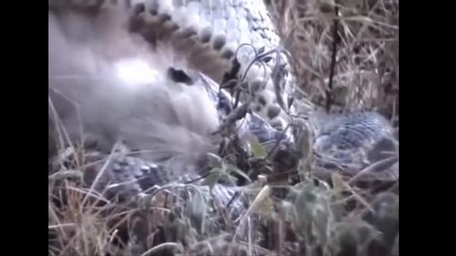 Python vs Monkey compilation 2016 - Snake and monkey - Baboon смотреть онлайн