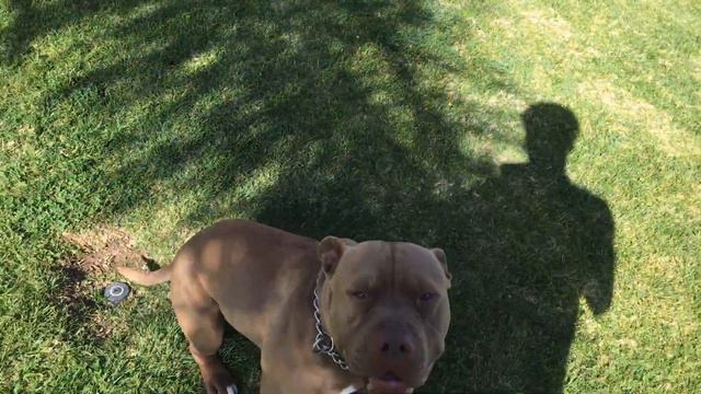 Red nose Pitbull смотреть онлайн