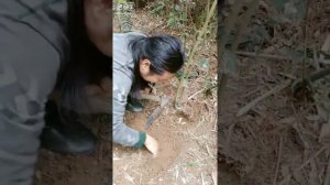 #short video Bamboo shoots Find bamboo shoots using only hoe,EP028