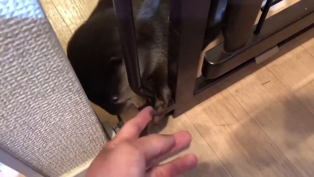 ? Выдра кушает смотреть онлайн