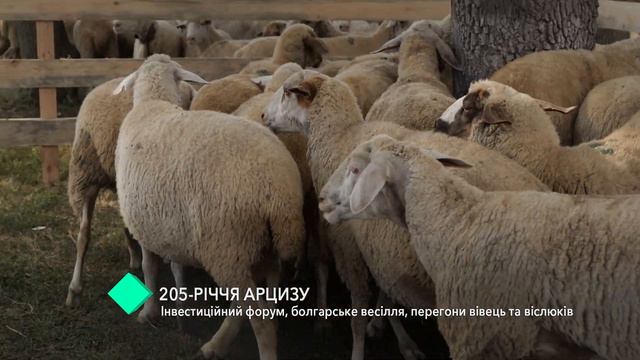 Проект Кругозор. 205-летие Арциза: инвестиционный форум, болгарская свадьба и забег ослов смотреть онлайн