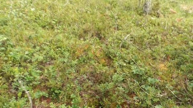 Рыбалка на диком озере. Кандалакша смотреть онлайн