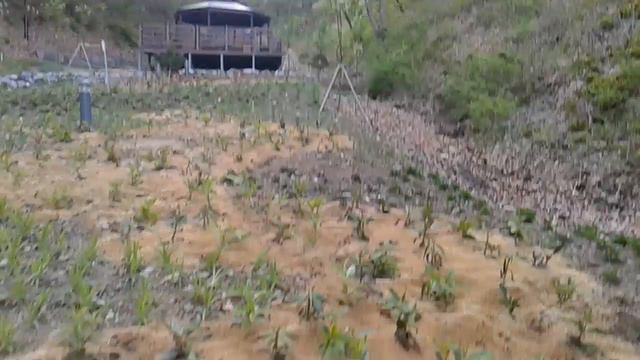 Заповедник в южной Корее смотреть онлайн