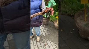 Как посадить яблоню на холм