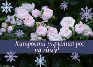Хитрости укрытия роз на зиму.