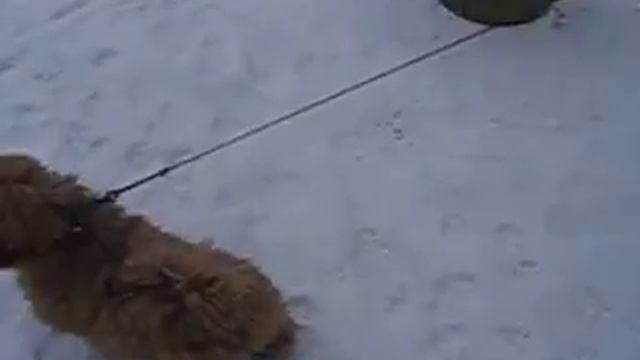 Щенок апсо смотреть онлайн