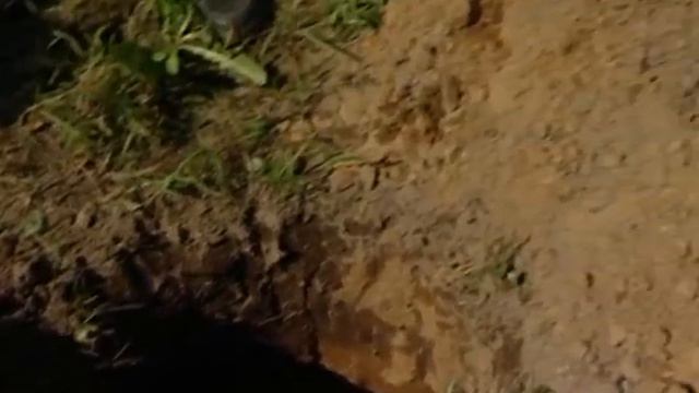 Выбор саженцев уДачные советы смотреть онлайн