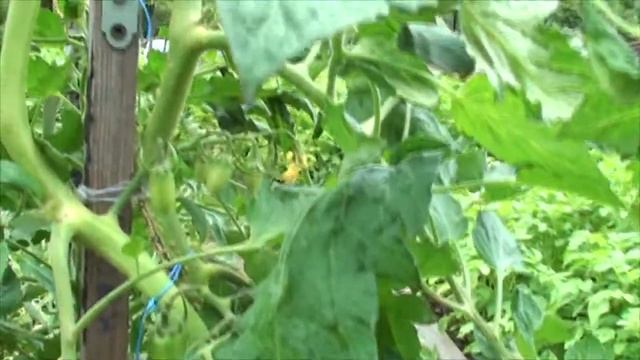 Томат Сладкий Касади черри томат сладкие гвоздики сосульки смотреть онлайн