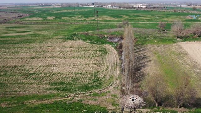 Гнезда аистов на опорах ЛЭП смотреть онлайн