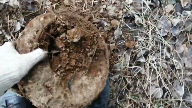 Сдаю металл покупаю авто!!Коп с пиратом #3 смотреть онлайн