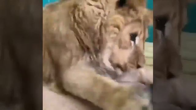 Even though Simba from Russia endured an horrific start to life, he is one happy lion смотреть онлайн