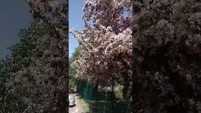 яблоня Недзвецкого, #Shorts у СЦ смотреть онлайн