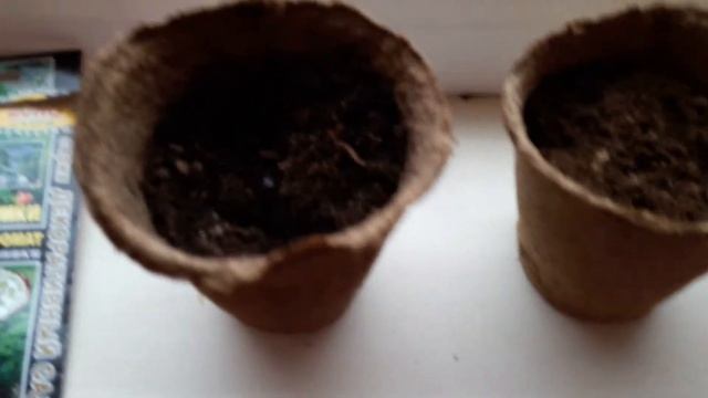 Стратификация семян можжевельника в открытом грунте смотреть онлайн