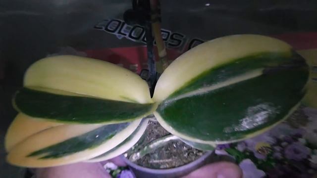 Вариегатный мини-фаленопсис Sogo Vivien (Сого Вивьен)