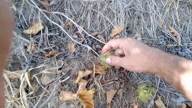 Медвежий орех.Квказкая лещина.Новые сортоформы. смотреть онлайн