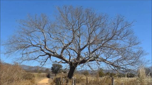 Fotos-con-la-camara-fotografica-Nikon-COOLPIX-P700! смотреть онлайн