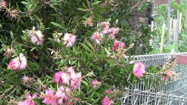 Callistemon Hedge in Tempe смотреть онлайн