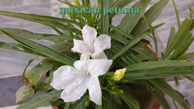 Maxican petunia plant care and tips/summer flowering plant care in Urdu/hindi смотреть онлайн