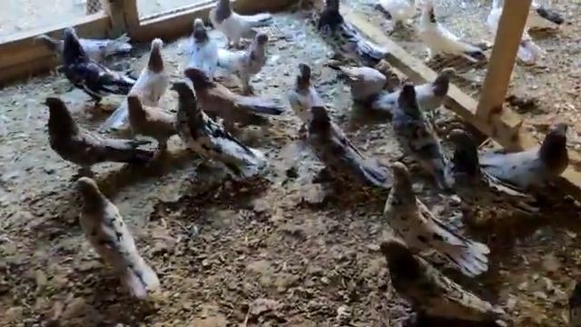 Бакинские широкохвостые мраморные голуби.Baku pigeon 2020/ смотреть онлайн
