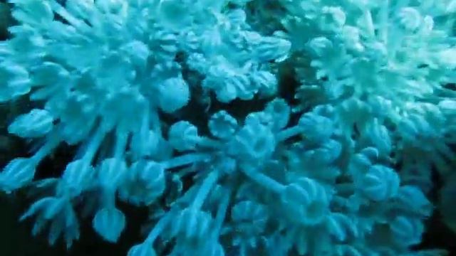 веселые цветочки смотреть онлайн