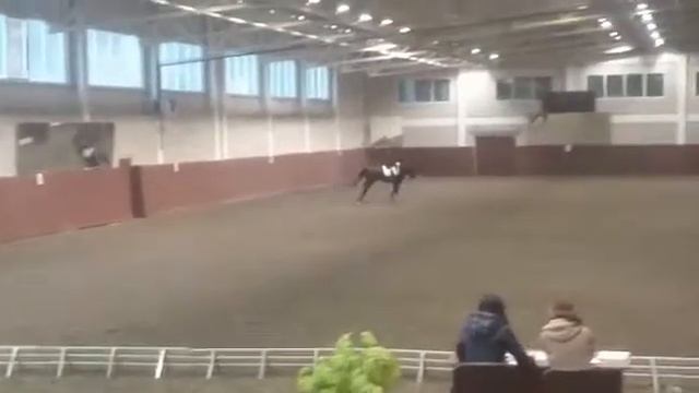 Чабарка(Барон -Чётка) 2014 г.р. РВП .Лошадь на продажу! Horse for sale! смотреть онлайн