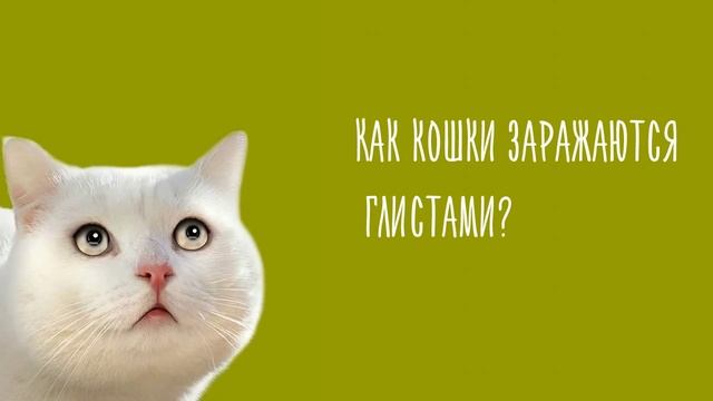 Глисты у кошек. смотреть онлайн