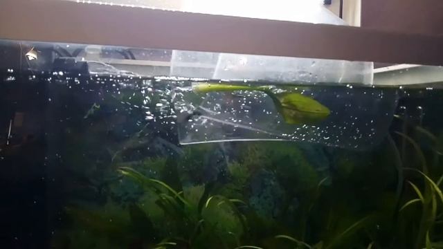 Aquatlantis 50 (40л.) ОПТИВАЙТ. Пилотный проект по запуску интересной модели аквариума