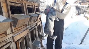 Наши кролики. Мясные породы.